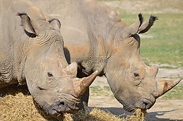 動物,動物區(qū)系,哺乳動物