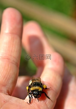 赫梅爾,昆蟲,動物