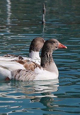 鴨,海洋,鳥