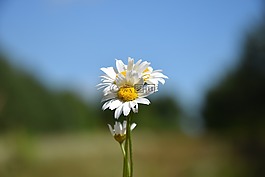 黛西,花卉,草甸
