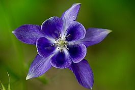 花,性質(zhì),開(kāi)花