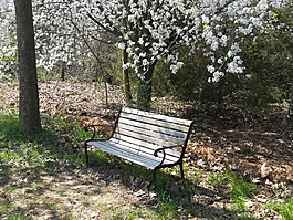 長凳,自然,公園長椅