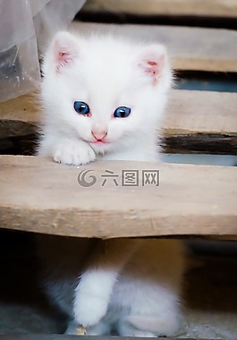 貓,小貓,嬰兒