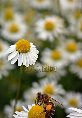 蜜蜂,花粉,昆蟲