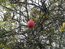 苹果,秋季,花园