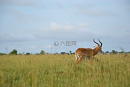 野生生活,烏干達(dá),buschbock
