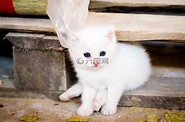 貓,小貓,嬰兒