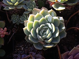 多汁,陰影,植物