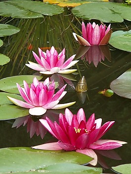 睡蓮,水生植物,水