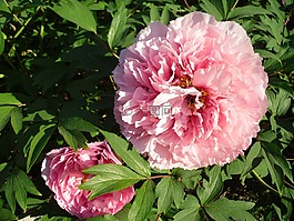 花,粉色,牡丹
