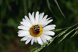 瑪格麗特,花卉,刷甲蟲