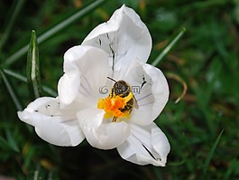 蜜蜂,花,開花