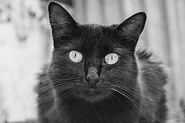 gato,猫,一个