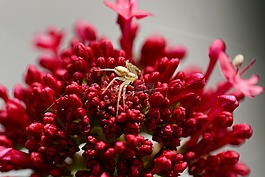 蜘蛛,性质,花