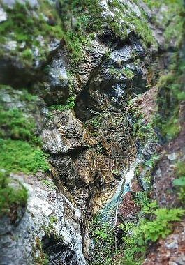 水,樹,峽谷