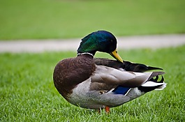 鳧,鴨,鳥