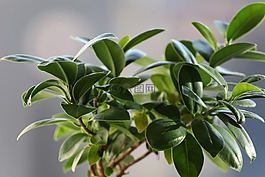 榕,葉,植物