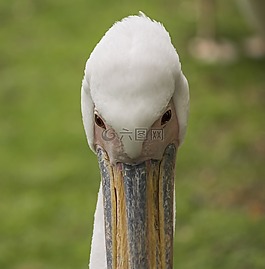 鵜,鳥,自然
