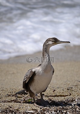 鳥,海,鳥類