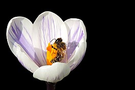 藏红花,蜜蜂,frühlingsanfang