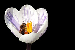 藏紅花,蜜蜂,frühlingsanfang
