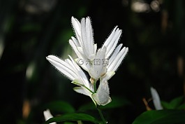 花,野花,花的