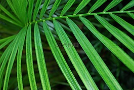 蕨類植物,葉子,植物