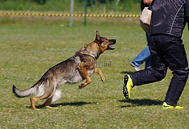 德國牧羊犬,攻擊,競爭