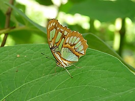 性質(zhì),蝴蝶,昆蟲(chóng)