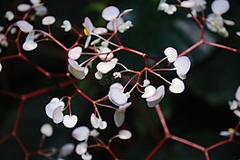 植物,花,開花