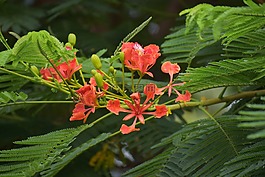 孔雀花,天堂鸟红,花