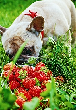法國斗牛犬,草莓,夏季