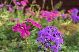 花,植物區(qū)系,自然