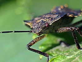 昆虫,bärfis,甲虫