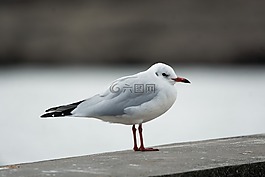 海鷗,鳥,羽毛