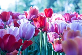 花,自然,花的