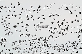 飛的鳥,候鳥,鵝