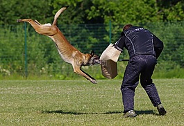 比利時(shí)牧羊犬馬林諾斯犬,攻擊,競(jìng)爭(zhēng)