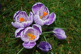 番紅花,紫色,花