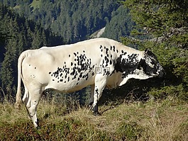 牛,動(dòng)物,性質(zhì)
