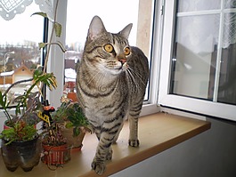 tomcat的,宠物,煤烟