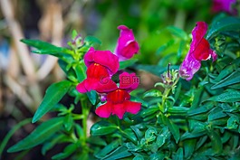 loewenmaeulchen,花,鮮花