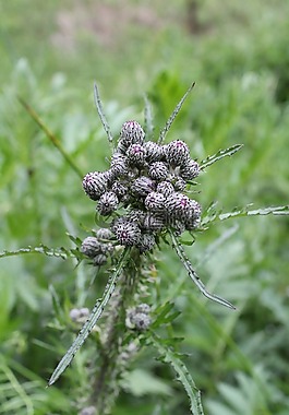 薊,粉紅色,性質(zhì)