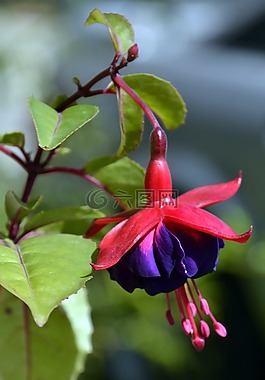 倒掛金鐘,花,粉紅色