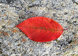 櫸木,秋季,葉子