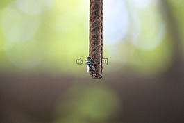 飞,蜜蜂,杆