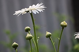 花,白,白色的花