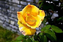 黃色,玫瑰,花