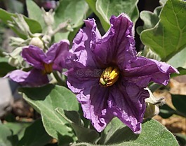 花,盛開,茄子