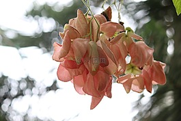 葉子,秋,粉紅色